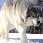 Wilki podchodzą pod zabudowania w Rzeszowie. Mieszkańcy Matysówki zaniepokojeni