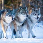 Wilki zagryzły psa funkcjonariusza Straży Granicznej. Wiceminister MSWiA komentuje