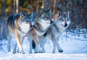 Wilki zagryzły psa funkcjonariusza Straży Granicznej. Wiceminister MSWiA komentuje