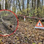 Wycinka drzew na Lisiej Górze dzieli Rzeszów? Mieszkańcy protestowali, zapowiedziano kolejne prace