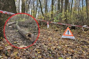 Wycinka drzew na Lisiej Górze dzieli Rzeszów? Mieszkańcy protestowali, zapowiedziano kolejne prace