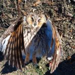 Zamarznięta sowa uszatka znaleziona w Rzeszowie. Ptaki walczą zimą o przetrwanie [ZDJĘCIA]