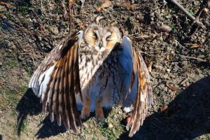 Zamarznięta sowa uszatka znaleziona w Rzeszowie. Ptaki walczą zimą o przetrwanie [ZDJĘCIA]