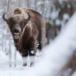 Bieszczady pękają w szwach... od żubrów. Ich liczba szybko rośnie