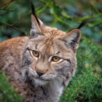 Bieszczadzki ryś przegrał z… Znamy zwierzę roku 2026