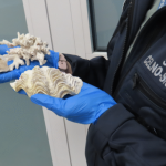 Fragment rafy koralowej w bagażu. Turysta zatrzymany w Jasionce