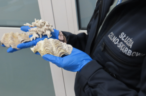 Fragment rafy koralowej w bagażu. Turysta zatrzymany w Jasionce