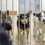 Łańcut wziął się za Azorkowo. Jak wygląda sytuacja w kontrowersyjnym schronisku?