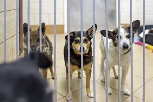 Łańcut wziął się za Azorkowo. Jak wygląda sytuacja w kontrowersyjnym schronisku?