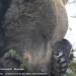 Nagranie z Bieszczad stało się prawdziwym viralem. Ponad 140 tys. wyświetleń