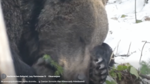 Nagranie z Bieszczad stało się prawdziwym viralem. Ponad 140 tys. wyświetleń