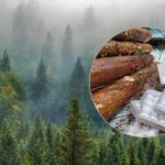 Nielukrowany finał Tłustego Czwartku. Tak skończyło kilka paczek pączków