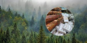 Nielukrowany finał Tłustego Czwartku. Tak skończyło kilka paczek pączków