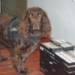 Pies Jagger i jego wyjątkowy węch. Wywęszył ponad 8 tysięcy szt. papierosów w skrytce autokaru