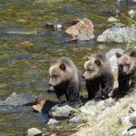 Zabawy trójki niedźwiadków w śniegu. Film z Bieszczad wiralem [WIDEO]