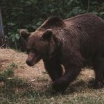 Atak niedźwiedzia w Bieszczadach. 53-latek odniósł liczne obrażenia