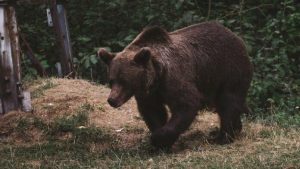 Atak niedźwiedzia w Bieszczadach. 53-latek odniósł liczne obrażenia