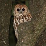 Cicha wojna w podkarpackich lasach. Naukowcy odkrywają, kto naprawdę rządzi nocą [ZDJĘCIA]