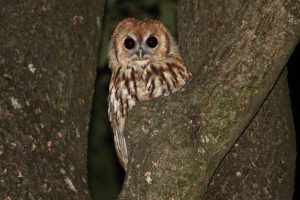 Cicha wojna w podkarpackich lasach. Naukowcy odkrywają, kto naprawdę rządzi nocą [ZDJĘCIA]