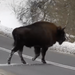 Czy Bieszczady stają się za ciasne? Leśnicy sprawdzili stan stad żubrów