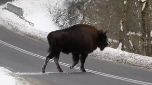 Czy Bieszczady stają się za ciasne? Leśnicy sprawdzili stan stad żubrów