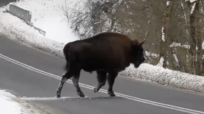 żubr Nadleśnictwo Baligród