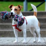 Jednego psa zabił, drugiego dotkliwie pobił. Znamy linię obrony 21-latka