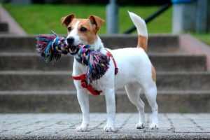 Jednego psa zabił, drugiego dotkliwie pobił. Znamy linię obrony 21-latka