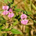 Milion złotych kary za rośliny w ogrodzie. Sprawdź, czy masz na działce zakazane IGO