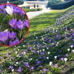 Rzeszów pełny wiosennych kolorów. Krokusy i bratki zachwycają mieszkańców [ZDJĘCIA, WIDEO]