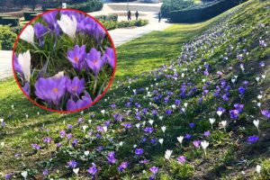 Rzeszów pełny wiosennych kolorów. Krokusy i bratki zachwycają mieszkańców [ZDJĘCIA, WIDEO]