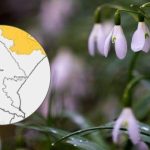 Wyjątkowa sytuacja pogodowa. Podkarpacie „białą wyspą” na mroźnej mapie Polski