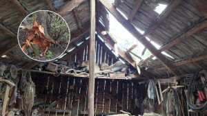 750 odbiorców bez prądu i 119 interwencji strażaków po wichurach