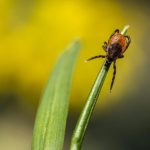 Atakują inaczej niż nasze. Kleszcze-giganty biegną w stronę człowieka