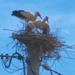 Bociany pechowo wybrały Rzeszów. PGE Dystrybucja: "Nie jesteśmy od pomagania zwierzętom" [FILM]