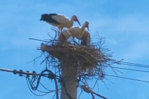 Bociany pechowo wybrały Rzeszów. PGE Dystrybucja: "Nie jesteśmy od pomagania zwierzętom" [FILM]