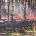 Chciał ukraść drzewo, doprowadził do pożaru. Spłonęło pół hektara lasu [WIDEO]