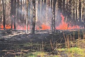 Chciał ukraść drzewo, doprowadził do pożaru. Spłonęło pół hektara lasu [WIDEO]