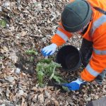 Chroniona paproć stanęła na drodze ciężkiego sprzętu na budowie obwodnicy