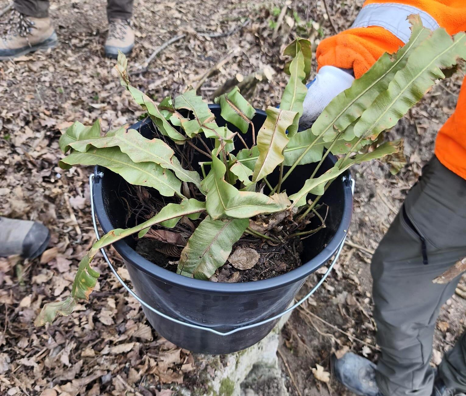 języcznik zwyczajny