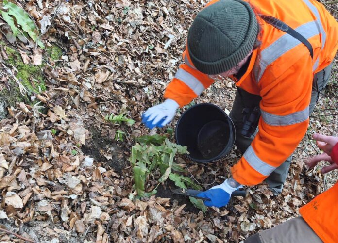 języcznik zwyczajny