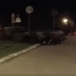 „Dzika” procesja w centrum Rzeszowa. Miasto dla dzików bezpieczniejsze niż las? [FILM]