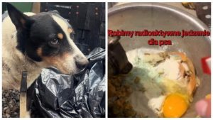 Koniec „żartów” w sieci. Urząd Miasta Rzeszowa ściga autorkę nagrań ze znęcaniem się nad psem