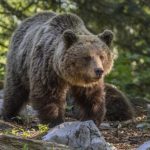 Niedźwiedź zabił 58-latkę na Podkarpaciu. Syn odebrał od niej telefon tuż przed tragedią