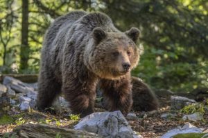 Niedźwiedź zabił 58-latkę na Podkarpaciu. Syn odebrał od niej telefon tuż przed tragedią