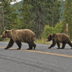 Niedźwiedzie blisko przedszkola. Gmina wydała ostrzeżenie dla mieszkańców