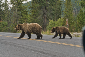 Niedźwiedzie blisko przedszkola. Gmina wydała ostrzeżenie dla mieszkańców