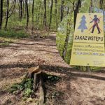 Nowa atrakcja dla aktywnych w Rzeszowie. Trwają prace w lesie na Słocinie [ZDJĘCIA]