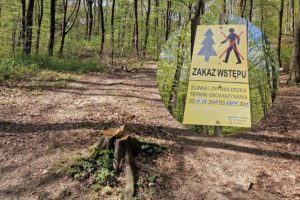 Nowa atrakcja dla aktywnych w Rzeszowie. Trwają prace w lesie na Słocinie [ZDJĘCIA]