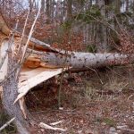 Pogodowy rollercoaster na Podkarpaciu trwa. IMGW wydaje ostrzeżenia przed wichurami